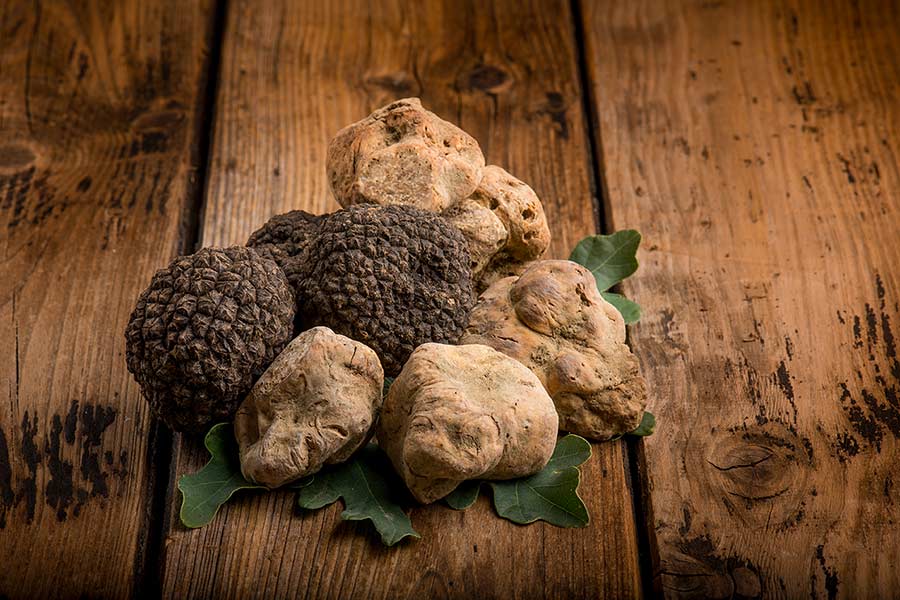 TRUFFLE HUNTING AND TASTING